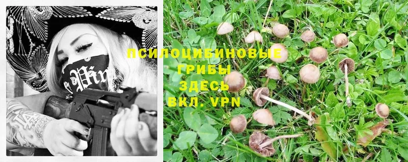 Псилоцибиновые грибы MAGIC MUSHROOMS  OMG   Дзержинский 